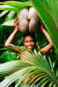 Le célèbre coco de mer. © O.T. des Seychelles