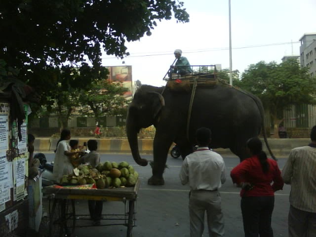 Look Ma'mma, Its Elephant On Road!