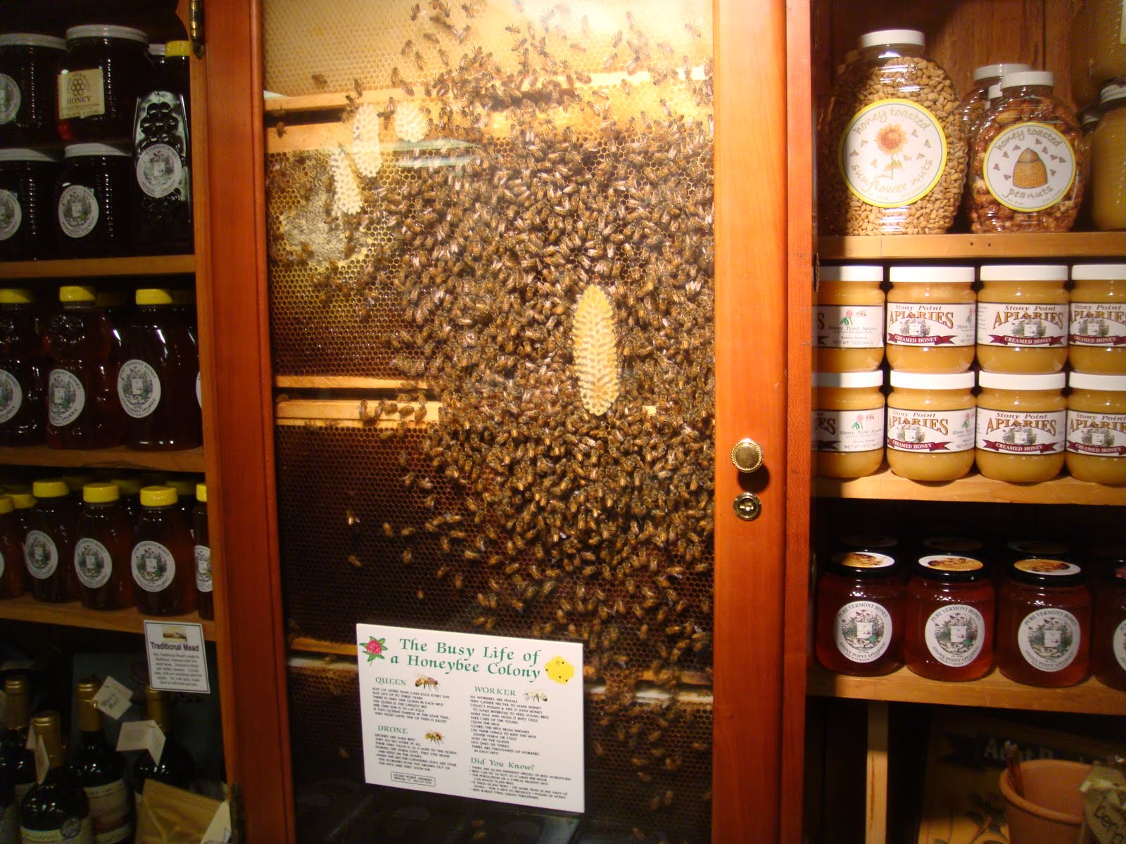 [honey+bees.JPG]