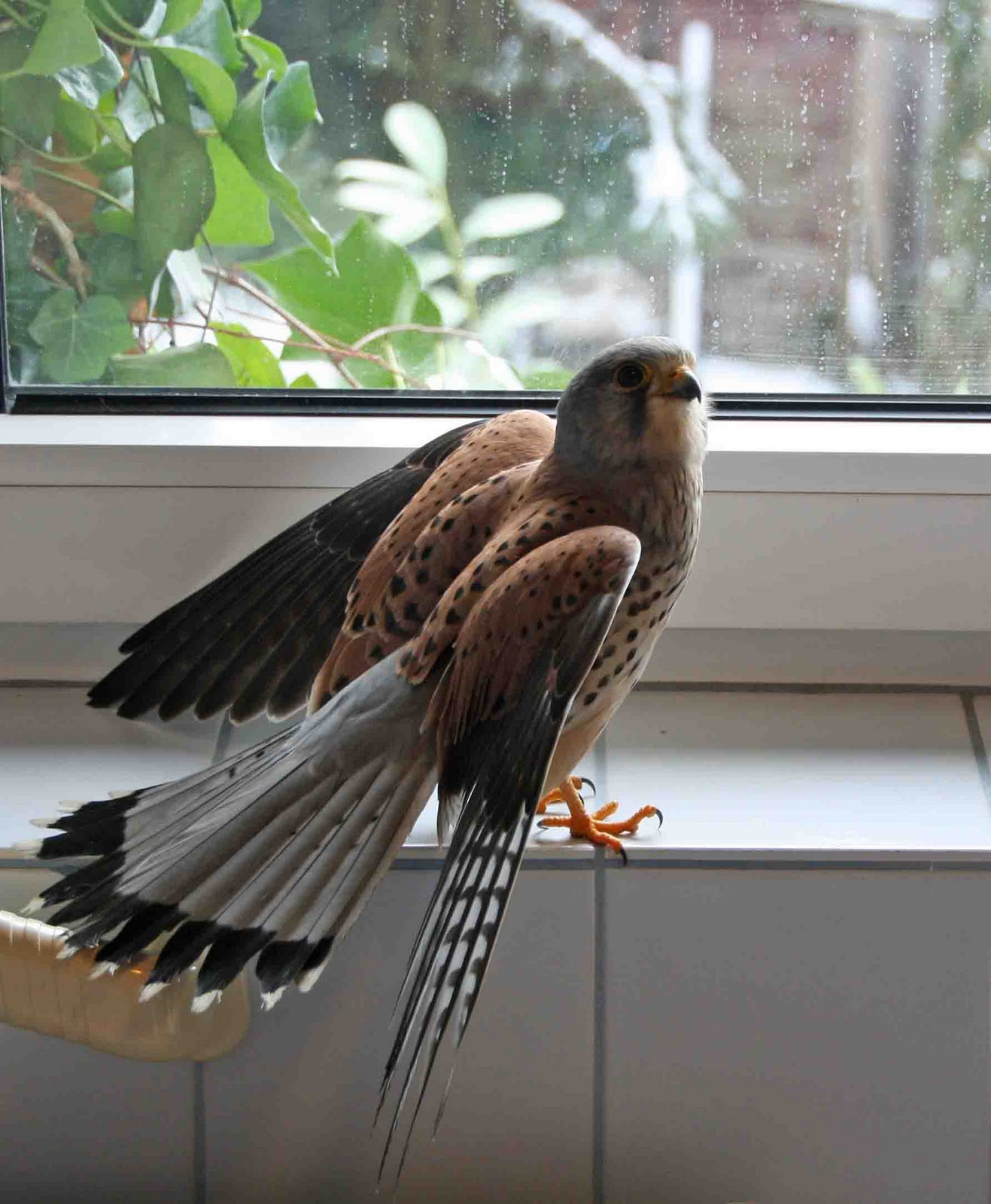 Ein Turmfalke fliegt ins Haus und bittet um ein