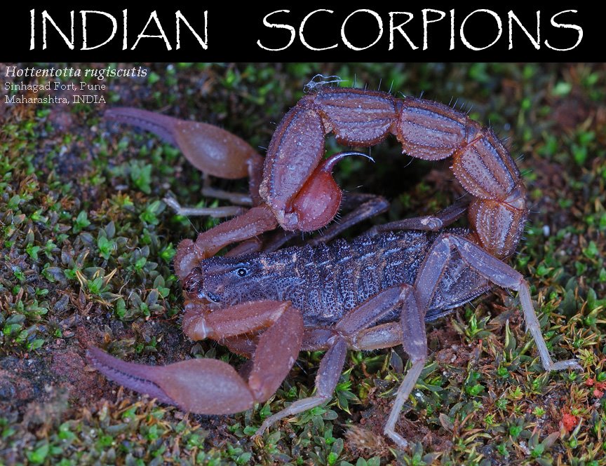 INDIAN SCORPIONS