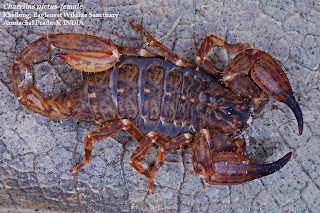 house of scorpion pdf