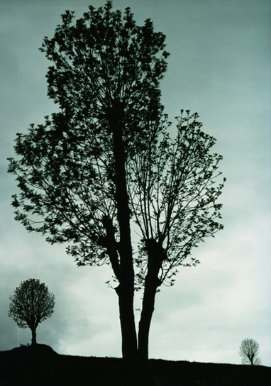 [three_trees_grey_sky.jpg]