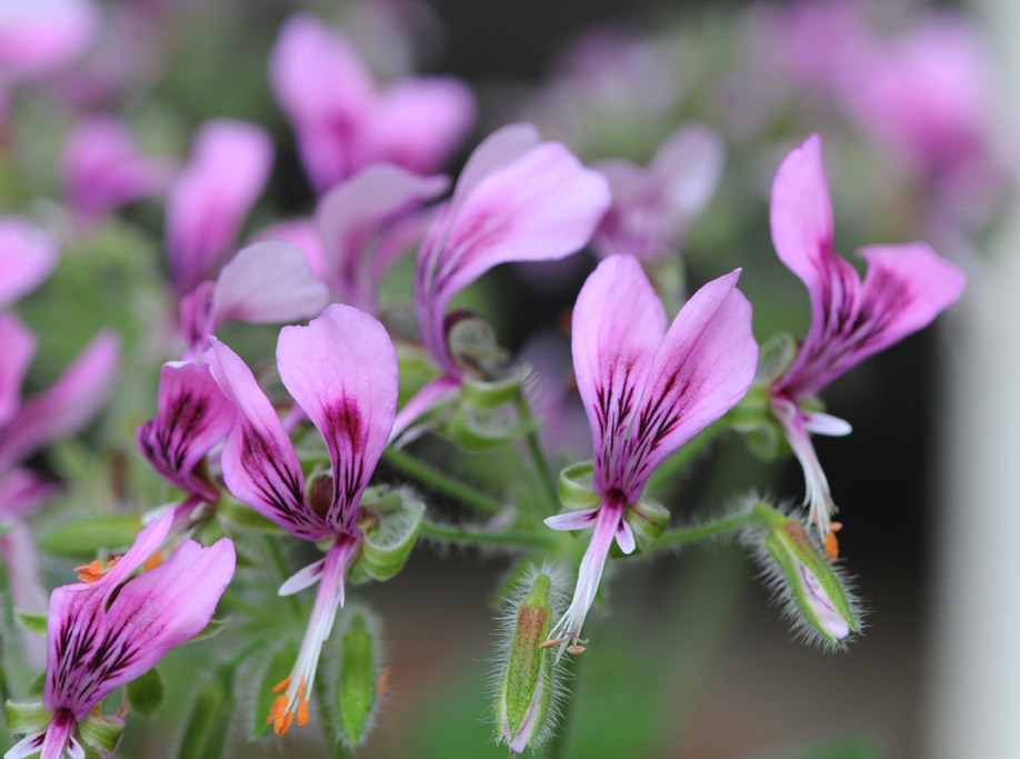 Ralph Edge The Butterfly Bush