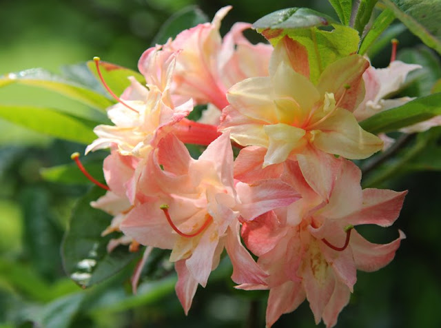 How To Plant Azaleas 11 Steps With Pictures Wikihow