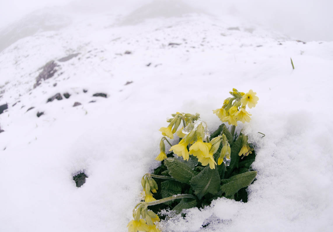 Growing with plants A rare surprise, Snow on the Summer