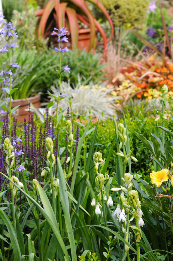 Growing with plants Early Summer Bulbs