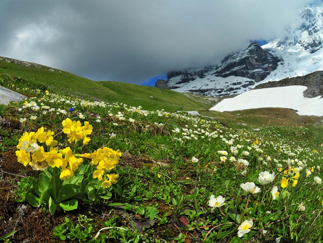 Botany Word Of The Day Cuneate Wedge Shaped Narrowing To A Base