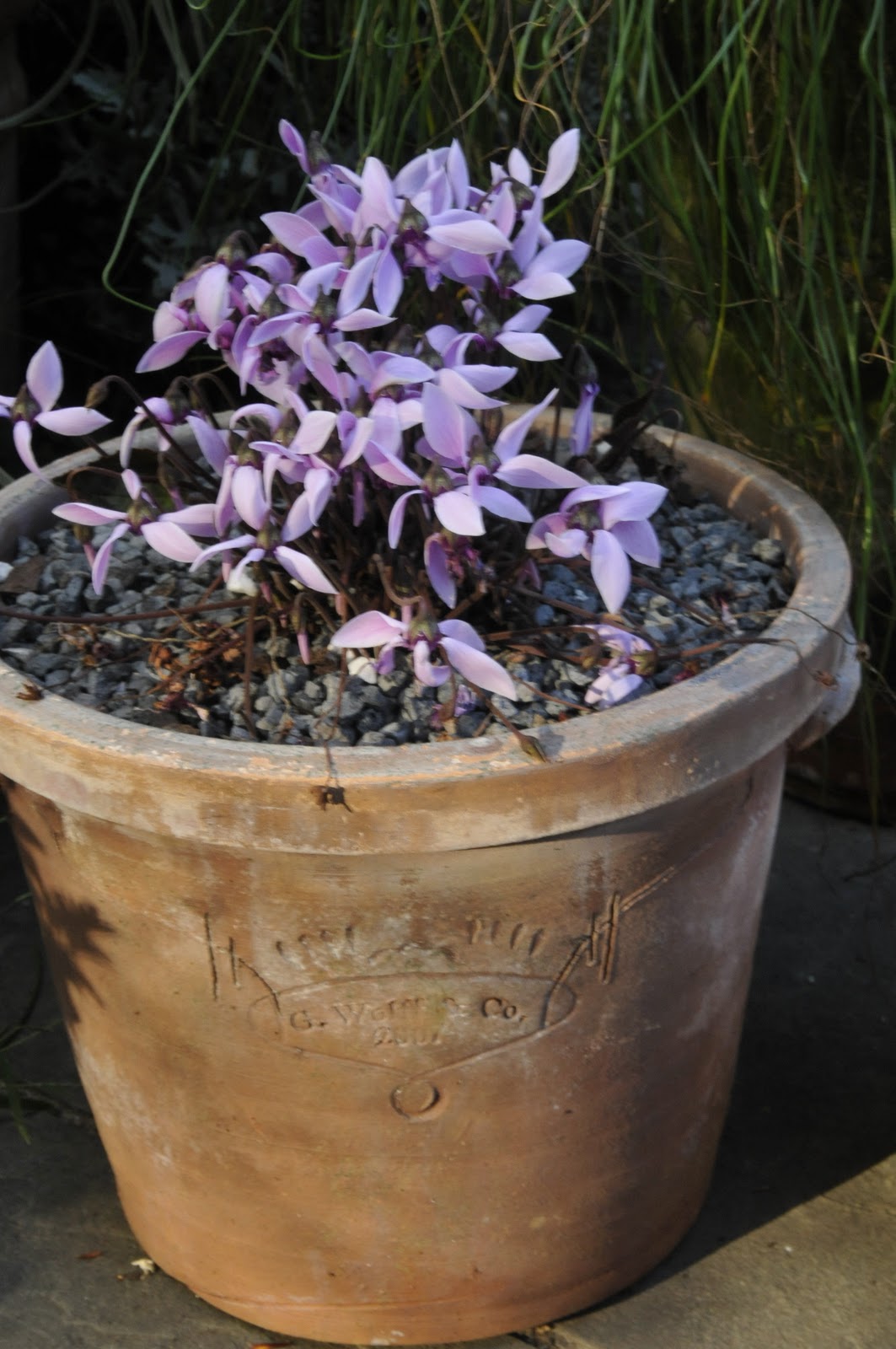 Cyclamen Bulb