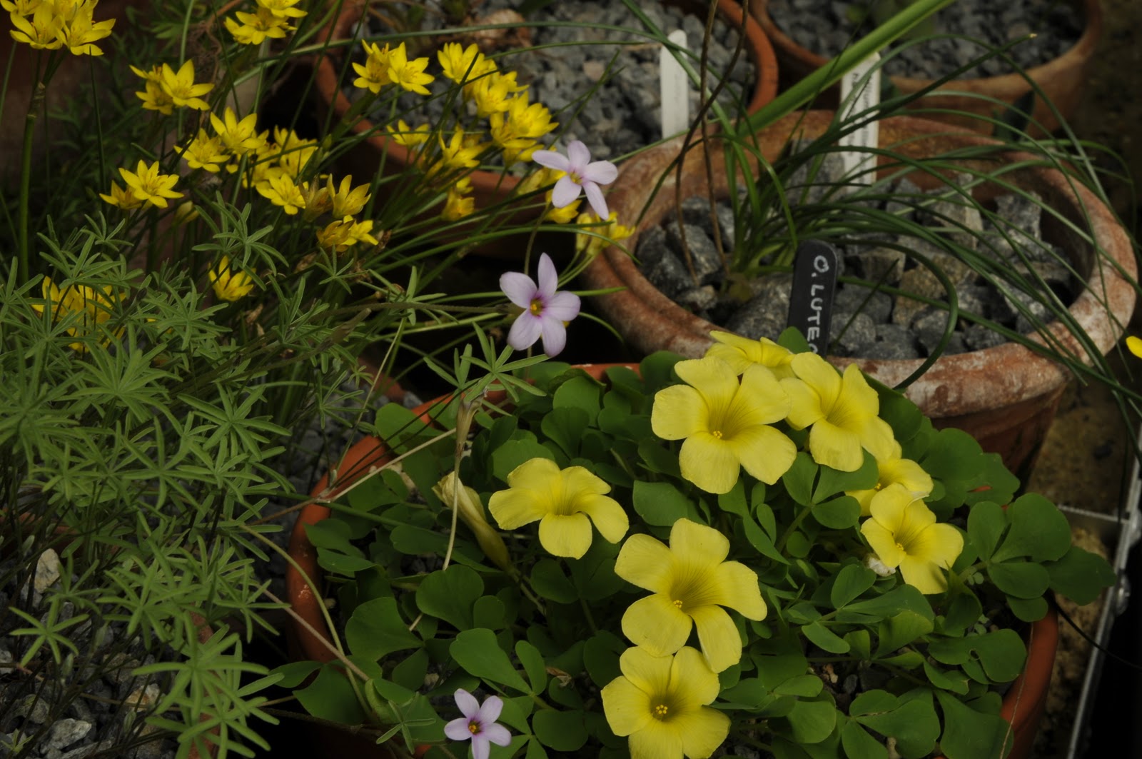 Fothergilla A Great Woodland Plant For Spring And Fall