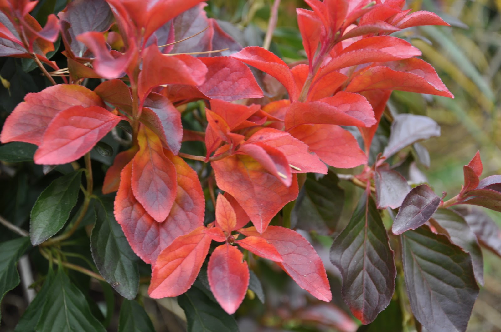 Future Plants By Randy Stewart Fothergilla
