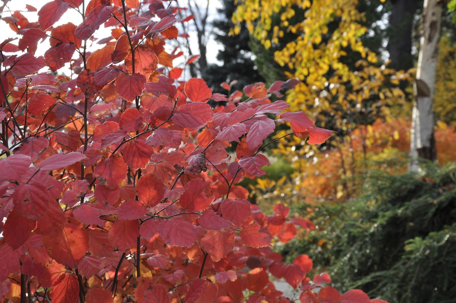 Heidi Horticulture Plant Profile Fothergilla The Unknown Shrub