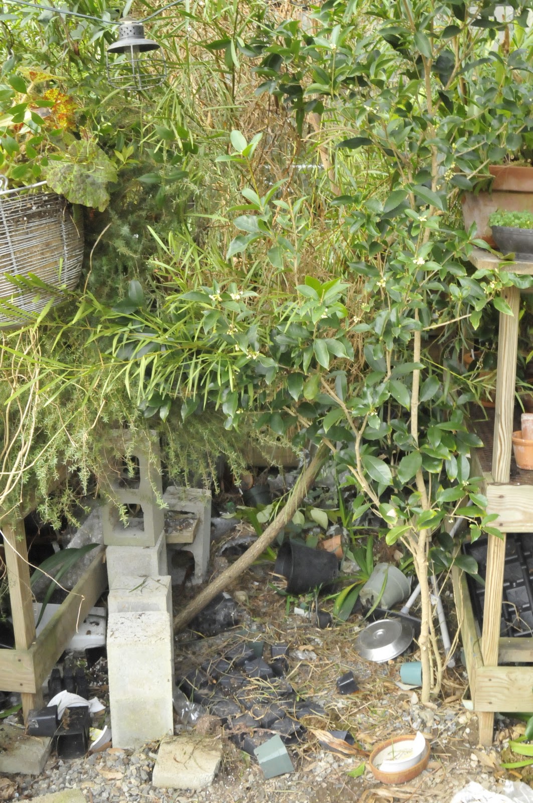 Secrets Of A Seed Scatterer Boxwood For Year Around Interest