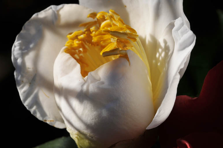 Stardust Talk Camellia Sasanquas And Deer