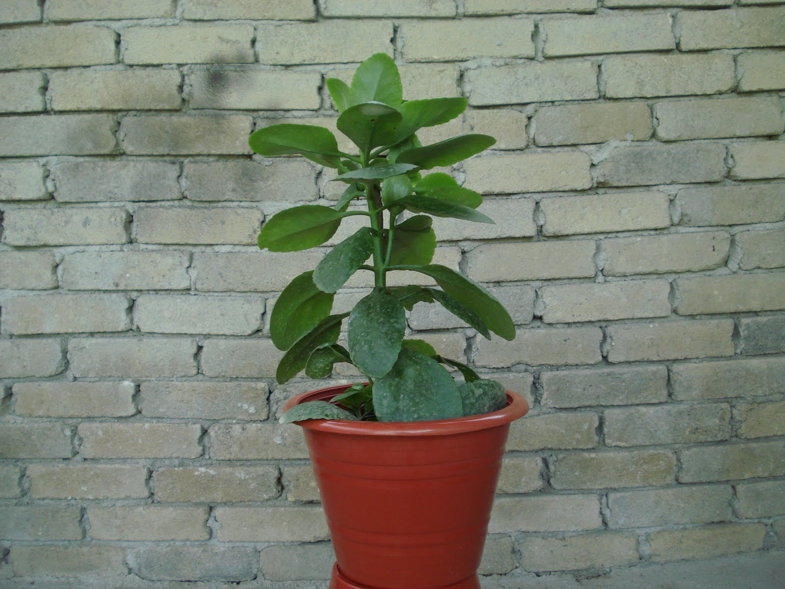 Pokok Setawar