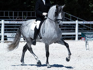 Leslie Reid Dressage