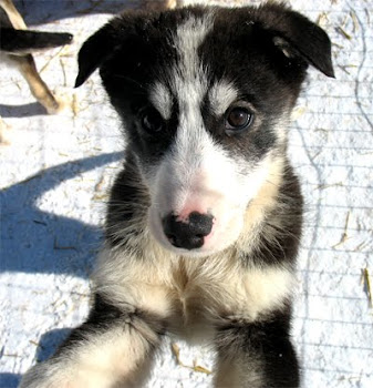 Boreal Journeys Sled Dog Kennels