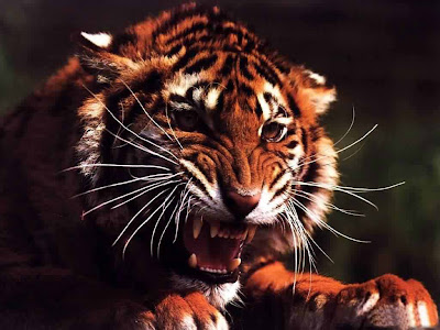 tiger wallpaper. tiger wallpaper