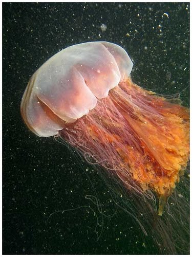 cassiopeia jellyfish cassiopeia jellyfish