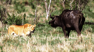 Lion and Buffalo Standoff