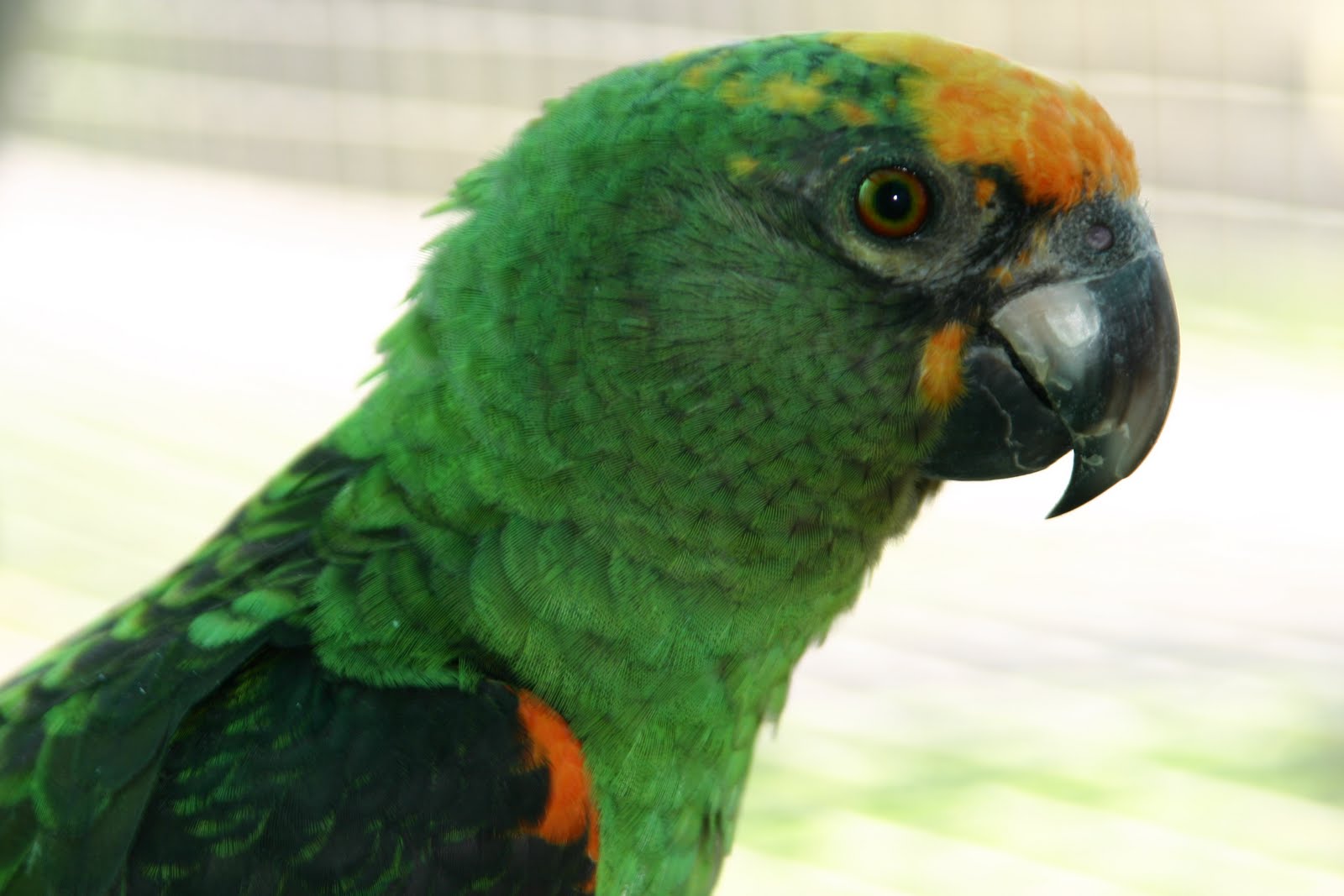 Papagaios GG Poicephalus gulielmi