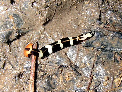 [02flatworm.jpg]