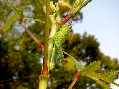 Ladies Finger Tree