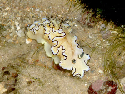 NUdibranch (Glossodoris atromarginata)