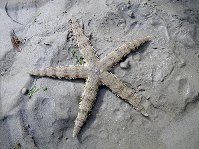Sand Sifting Star