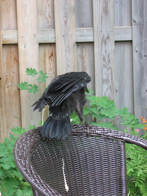 Crow poops on chair