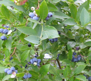 mmmm....blueberries