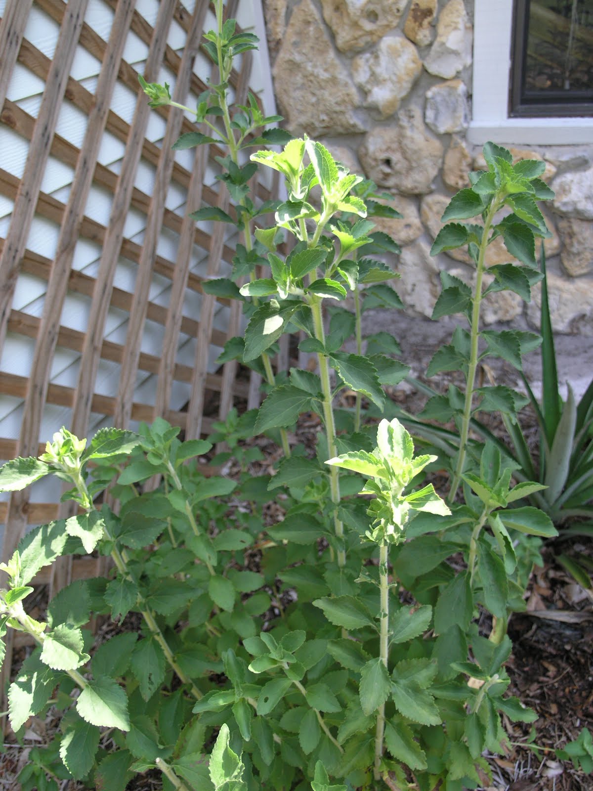 Adventures in Florida Homesteading Lemongrass Tea