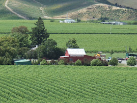 Bancott Winery, Montana