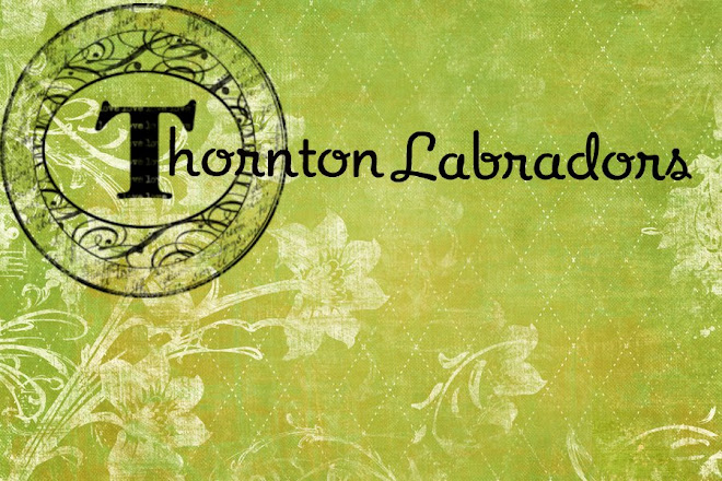 Thornton Labradors