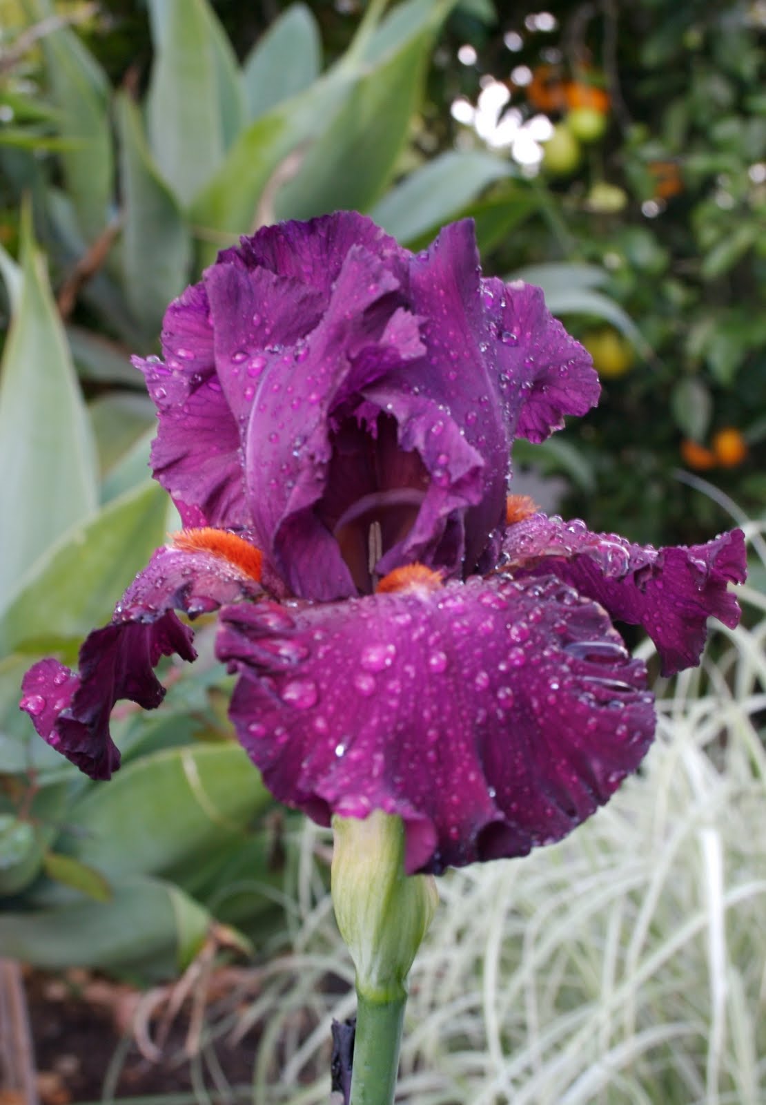 The Gardens of Petersonville If Your Iris Won't Bloom