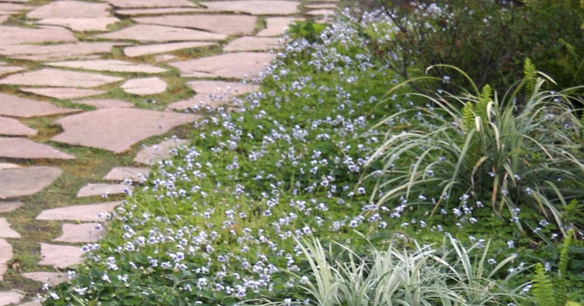 The Gardens of Petersonville Ground Cover for Dry Shade