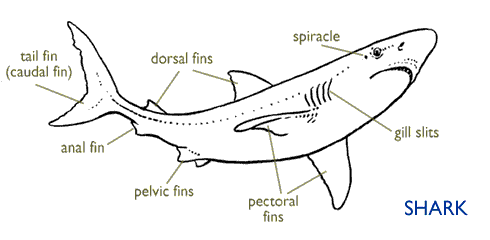 Shark Labelled Diagram