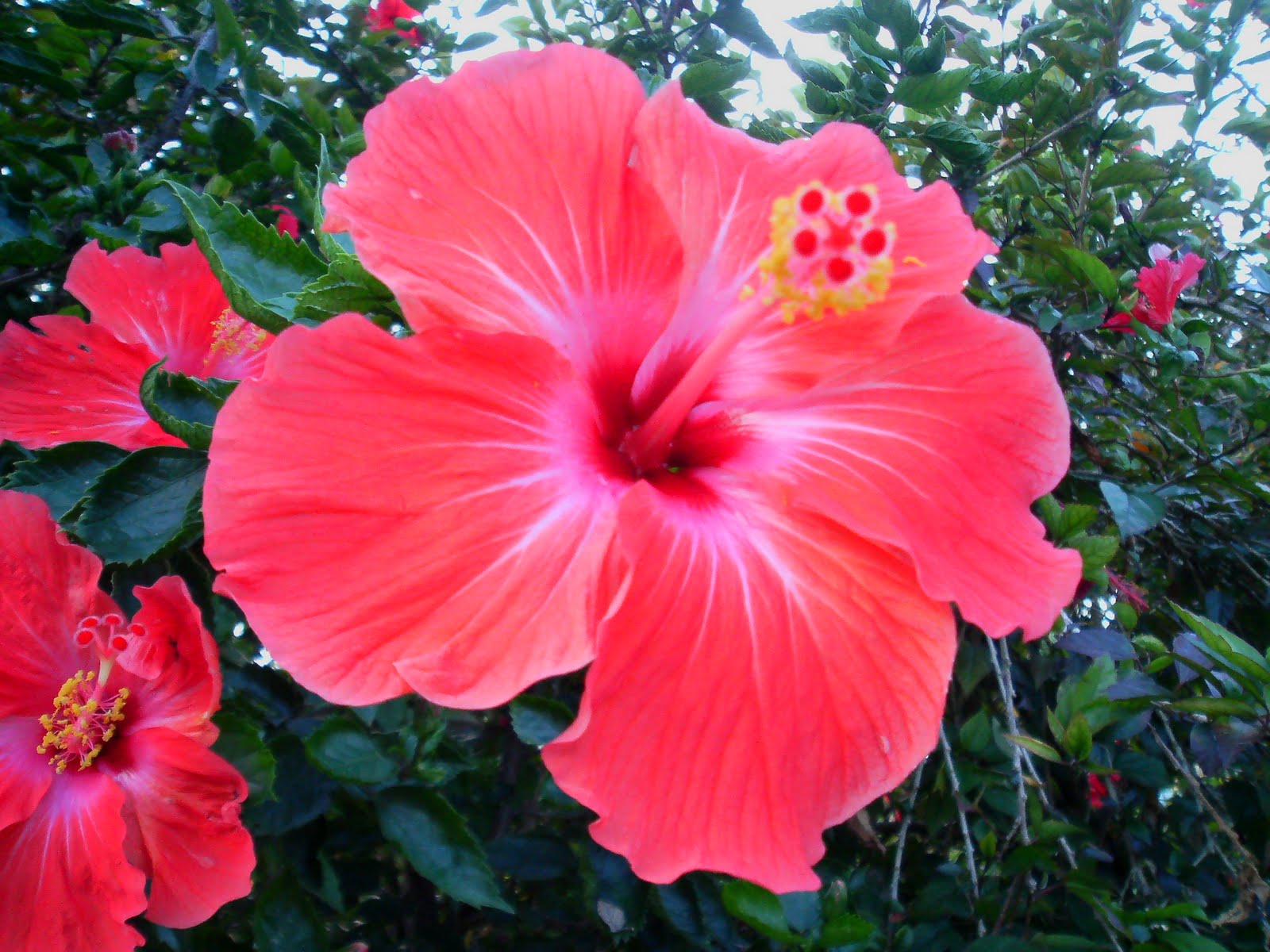 Laman Kambatik Plants list (3rd ed.) Hibiscus hybrid flowers