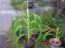 jagung