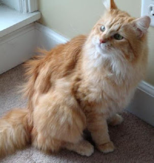 adult orange cat