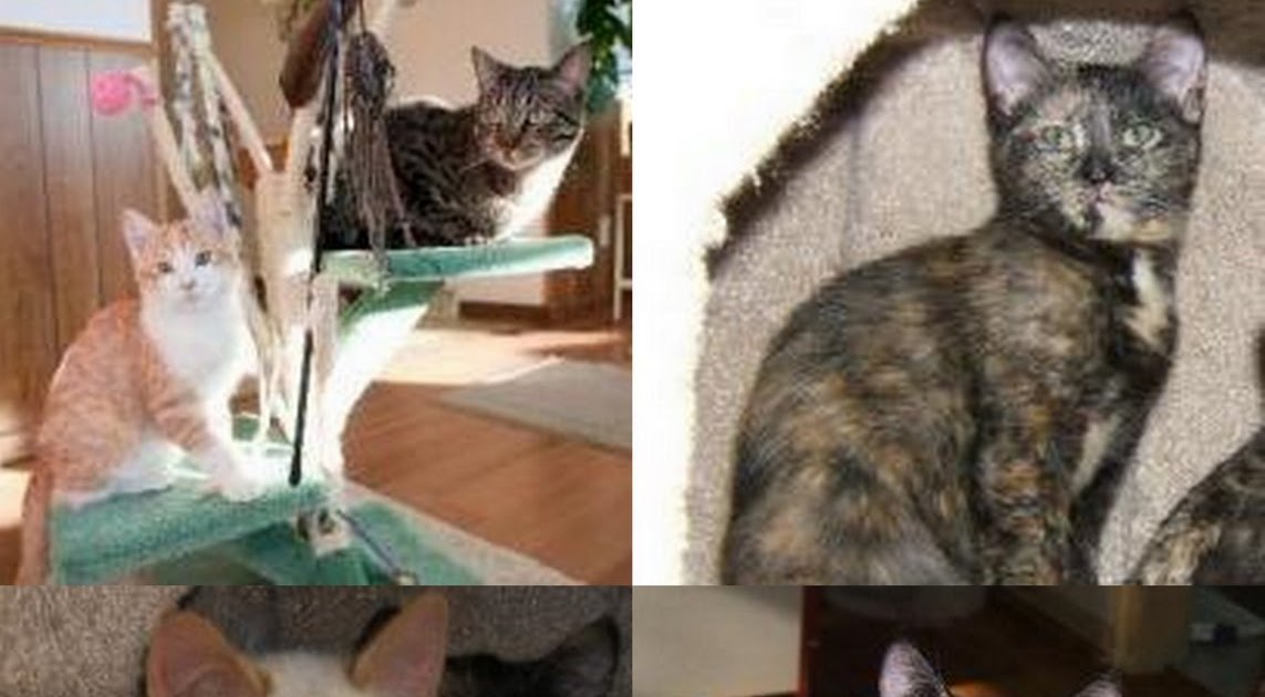 Feline Rescue Cat Tales Foster adoption at Roseville Petco, Sat. 112