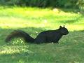 [squirrel.jpg]