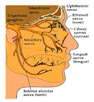trigeminal branch of nerves