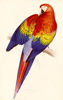 Parrot