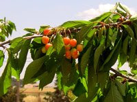 EL CAMPO Y SUS FRUTOS