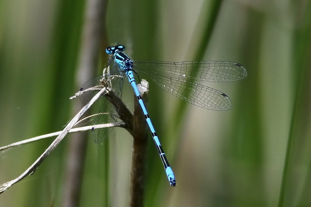 Dragonflies+mating+heart+shape