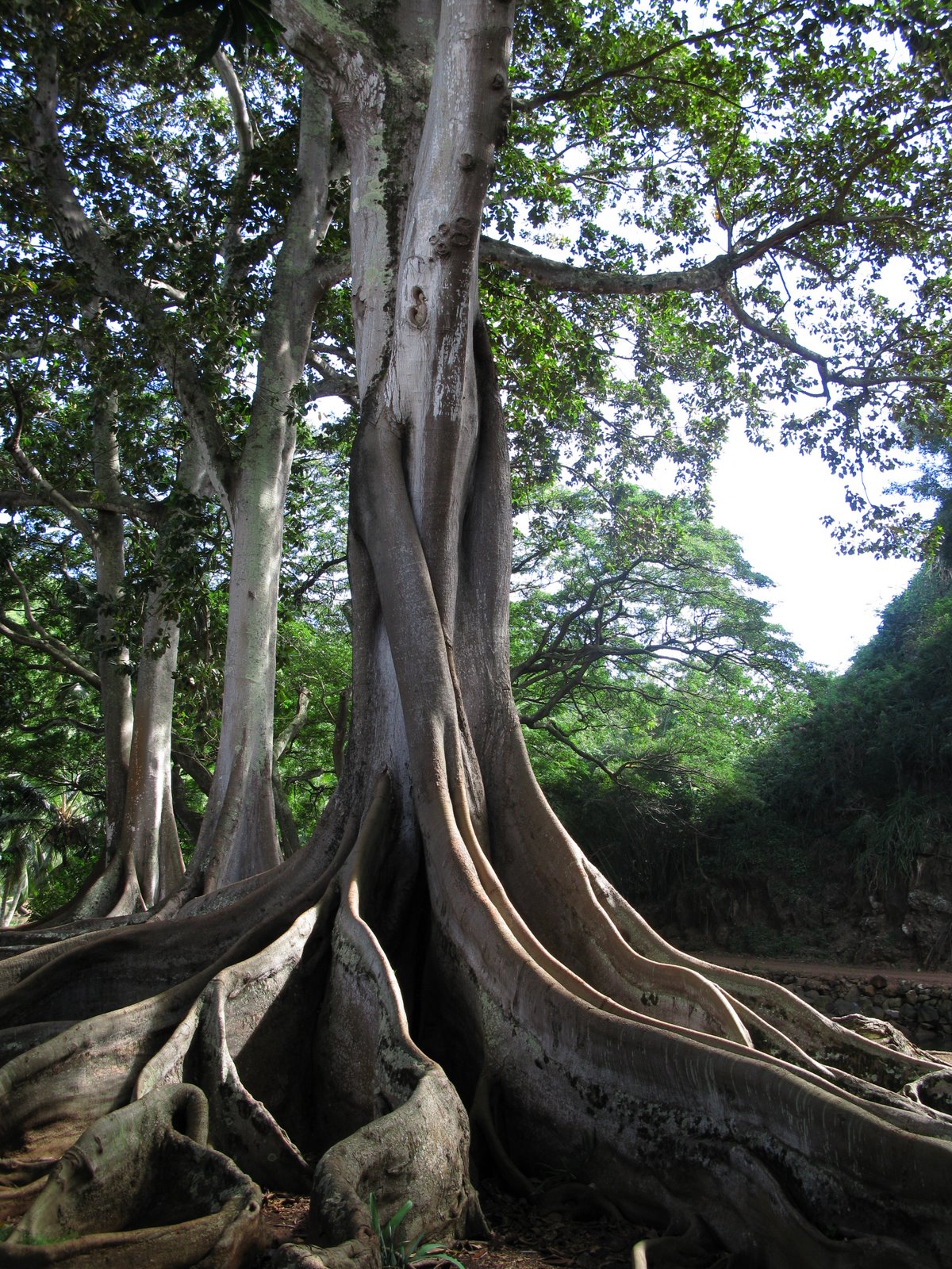 [Hawaii+111.JPG]
