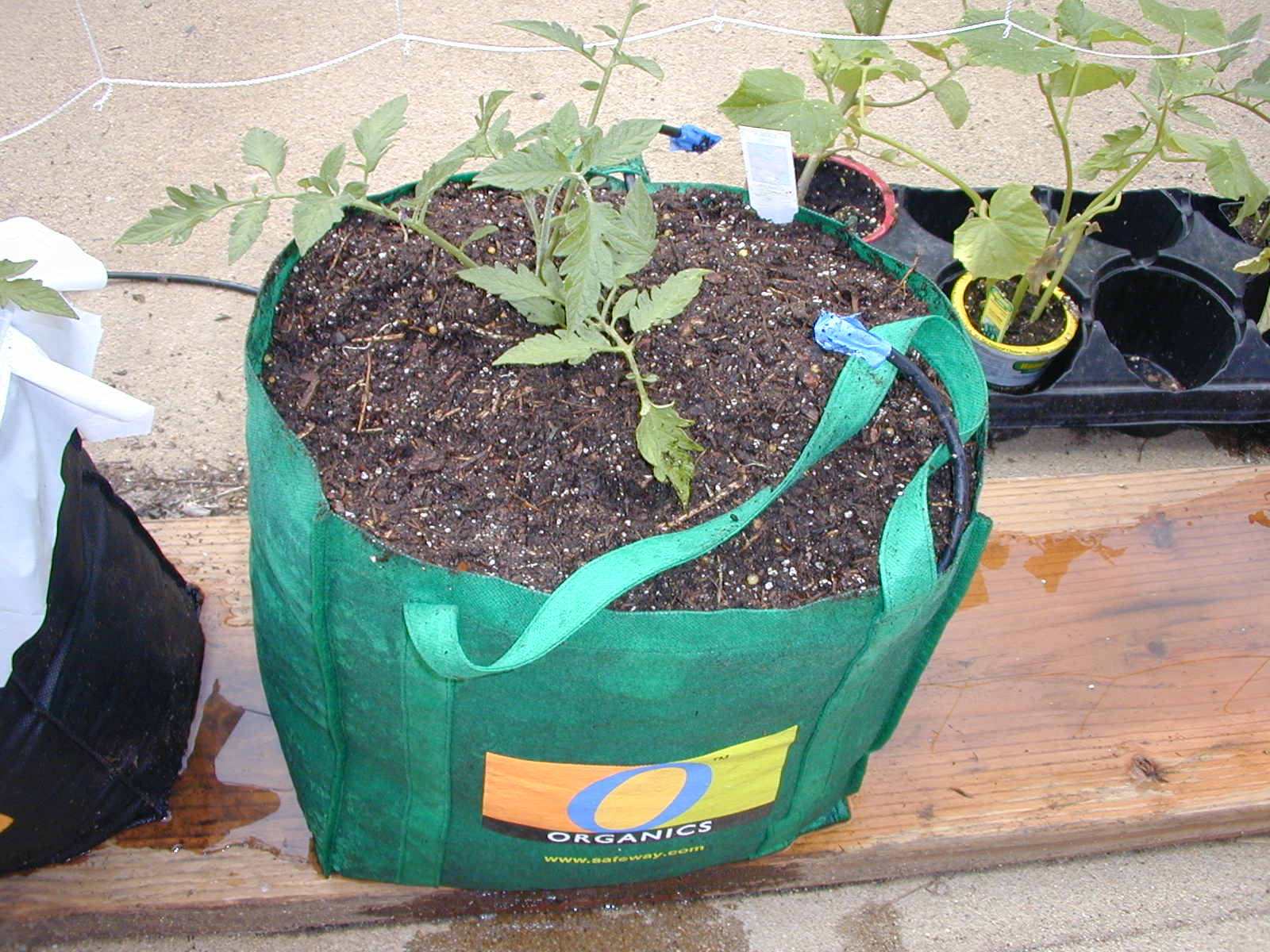 Global Buckets Grow Bags