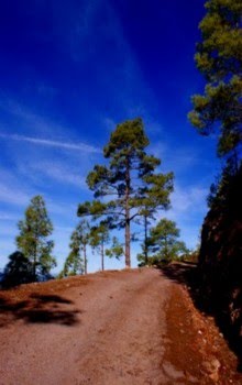 FORESTA .PLANTA UN PINO EN TU VIDA