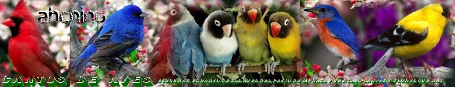 CANTOS DE AVES